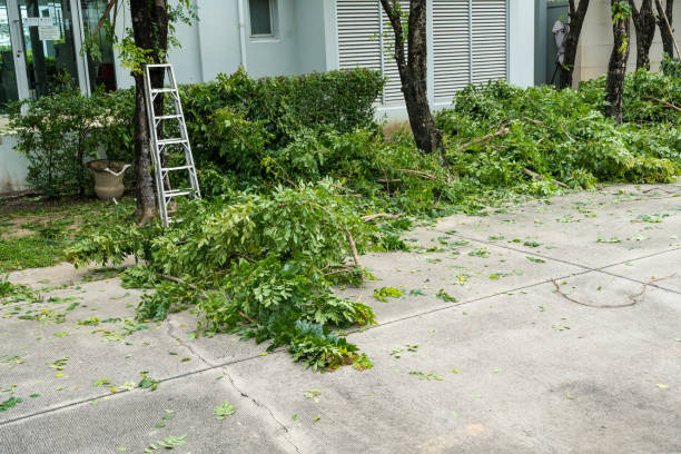 Professional Tree Service in Palm Beach Shores, FL